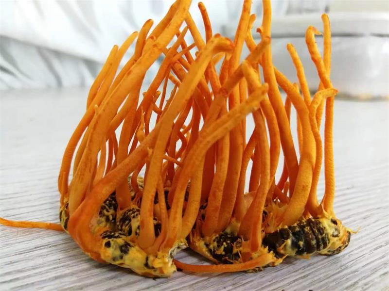 蠶蛹蟲草、冬蟲夏草、蟲草花的區(qū)別